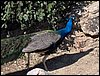 Excursi�n a la Ermita de los Tres Juanes
Sierra Elvira (Atarfe) - 11 marzo 2006