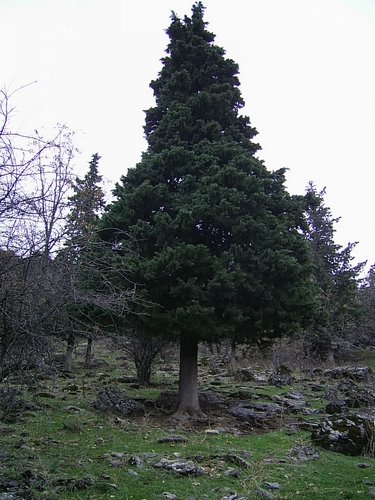 Excursi�n a Sierra Nevada el 2 de diciembre de 2006 - Foto 97