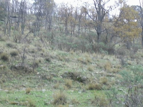Excursi�n a Sierra Nevada el 2 de diciembre de 2006 - Foto 99