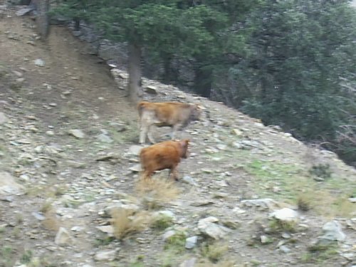 Excursi�n a Sierra Nevada el 2 de diciembre de 2006 - Foto 105