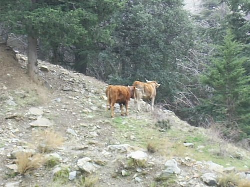 Excursi�n a Sierra Nevada el 2 de diciembre de 2006 - Foto 106