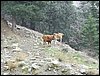 Excursi�n a Sierra Nevada el 2 de diciembre de 2006
