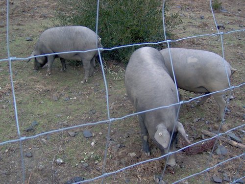 Descubierta en Ronda - Foto 39