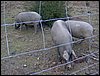Descubierta en Ronda - 5 febrero 2005