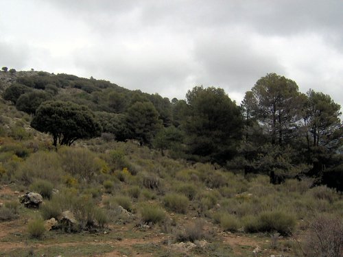 Excursi�n al Pe��n de la Mata el 19 de marzo de 2006
Foto 19