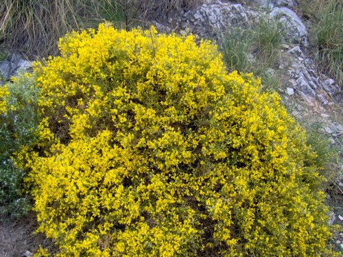 Excursi�n a la Sierra de V�znar - 17 de febrero de 2007 - Foto 36