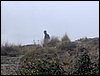 Excursi�n a la Sierra de V�znar
17 de febrero de 2007