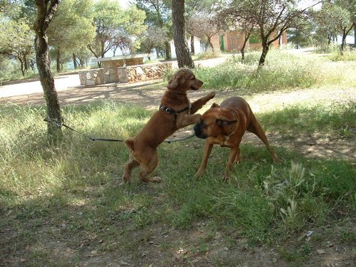 Comida entre amigos y reunin en el Llano de la Perdiz el 28 de febrero de 2006 - Foto 18