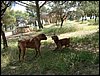 Comida entre amigos y reunin en el Llano de la Perdiz el 28 de febrero de 2006