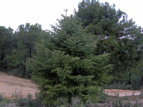 Curso ETLIM de Orientaci�n y Topograf�a II en la Sierra de Hu�tor el 6 y 7 de mayo de 2006 - Foto 18