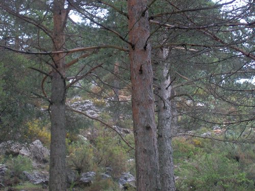 Curso ETLIM de Orientaci�n y Topograf�a II en la Sierra de Hu�tor el 6 y 7 de mayo de 2006 - Foto 135