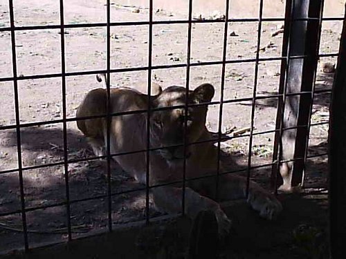 Cacera 2005 - Viaje a Sevilla y al Zoo de Carmona - 4 de junio de 2005 - Foto 48
