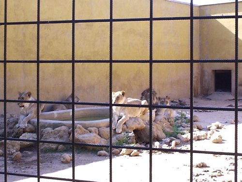 Cacera 2005 - Viaje a Sevilla y al Zoo de Carmona - 4 de junio de 2005 - Foto 49