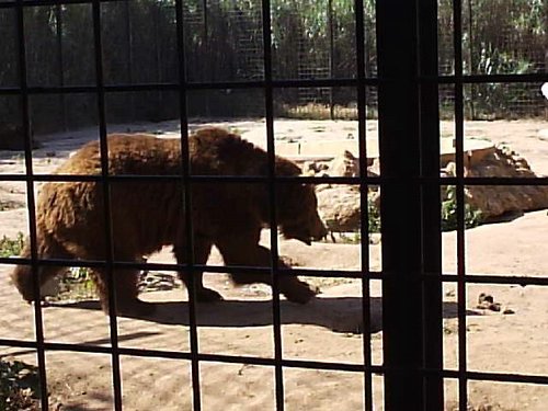 Cacera 2005 - Viaje a Sevilla y al Zoo de Carmona - 4 de junio de 2005 - Foto 51