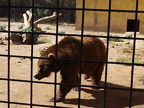 Cacera 2005 - Viaje a Sevilla y al Zoo de Carmona - 4 de junio de 2005 - Foto 52