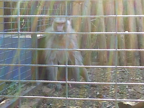 Cacería 2005 - Viaje a Sevilla y al Zoo de Carmona - 4 de junio de 2005 - Foto 54