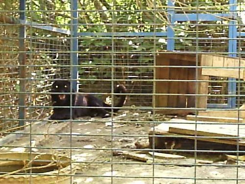 Cacera 2005 - Viaje a Sevilla y al Zoo de Carmona - 4 de junio de 2005 - Foto 56
