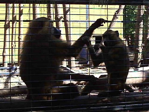 Cacería 2005 - Viaje a Sevilla y al Zoo de Carmona - 4 de junio de 2005 - Foto 58