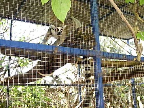 Cacería 2005 - Viaje a Sevilla y al Zoo de Carmona - 4 de junio de 2005 - Foto 59