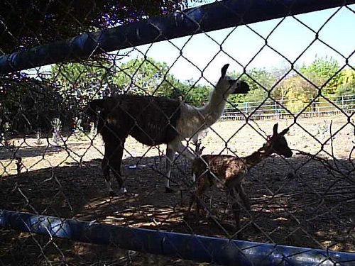 Cacera 2005 - Viaje a Sevilla y al Zoo de Carmona - 4 de junio de 2005 - Foto 66