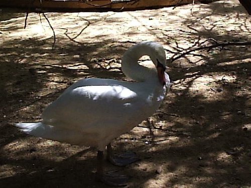 Cacera 2005 - Viaje a Sevilla y al Zoo de Carmona - 4 de junio de 2005 - Foto 69