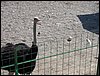 Excursi�n a la Ermita de los Tres Juanes
Sierra Elvira (Atarfe) - 11 marzo 2006