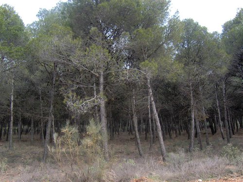 Excursin al Llano de la Perdiz el 3 de febrero de 2007 - Foto 43