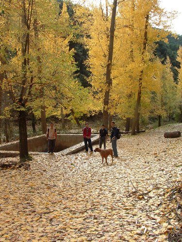 Excursi�n a buscar setas el 22 de octubre de 2005 - Foto 4