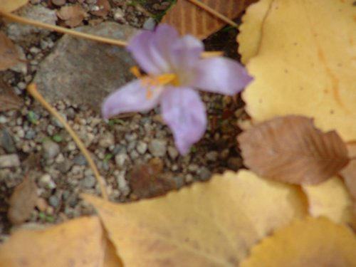Excursi�n a buscar setas el 22 de octubre de 2005 - Foto 5