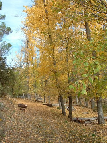 Excursi�n a buscar setas el 22 de octubre de 2005 - Foto 6