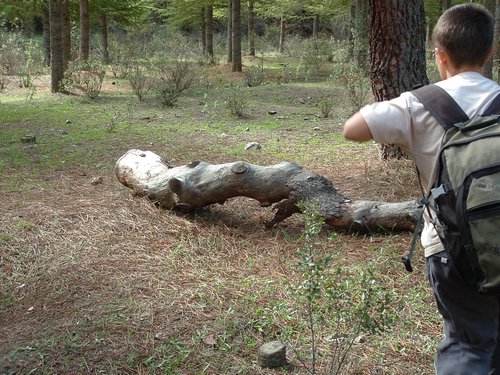 Excursi�n a buscar setas el 22 de octubre de 2005 - Foto 8