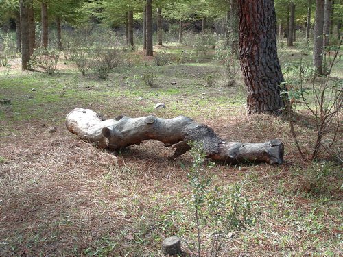 Excursi�n a buscar setas el 22 de octubre de 2005 - Foto 10