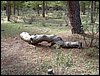 Excursi�n a buscar setas el 22 de octubre de 2005