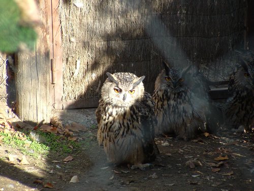 Excursi�n y visita al Centro de recuperaci�n de Aves el 5 de noviembre de 2005 - Foto 1