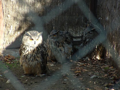 Excursi�n y visita al Centro de recuperaci�n de Aves el 5 de noviembre de 2005 - Foto 2