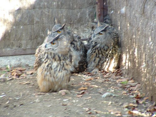 Excursi�n y visita al Centro de recuperaci�n de Aves el 5 de noviembre de 2005 - Foto 3