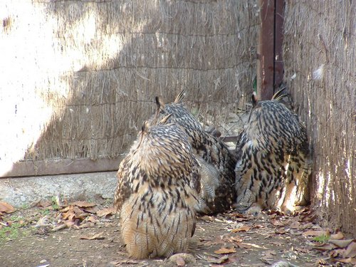 Excursi�n y visita al Centro de recuperaci�n de Aves el 5 de noviembre de 2005 - Foto 4