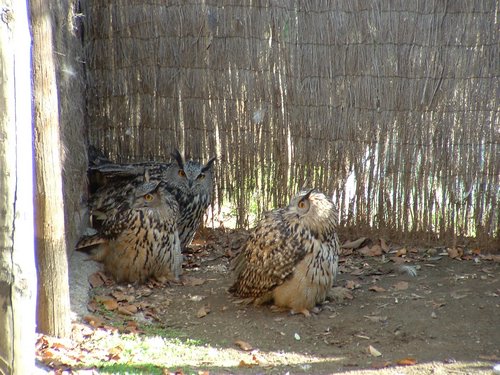 Excursi�n y visita al Centro de recuperaci�n de Aves el 5 de noviembre de 2005 - Foto 5