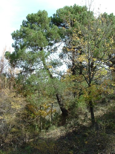 Excursi�n y visita al Centro de recuperaci�n de Aves el 5 de noviembre de 2005 - Foto 11