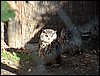Excursi�n y visita al Centro de recuperaci�n de Aves el 5 de noviembre de 2005