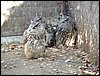 Excursi�n y visita al Centro de recuperaci�n de Aves el 5 de noviembre de 2005