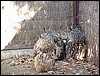 Excursi�n y visita al Centro de recuperaci�n de Aves el 5 de noviembre de 2005