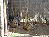 Excursi�n y visita al Centro de recuperaci�n de Aves el 5 de noviembre de 2005