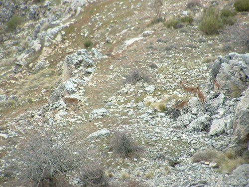 Excursi�n Tropa y Escultas al Majadijar - 14 de enero de 2006 - Foto 20