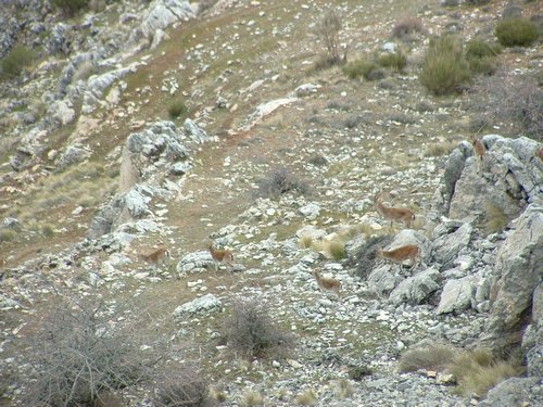 Excursi�n Tropa y Escultas al Majadijar - 14 de enero de 2006 - Foto 21