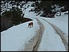 Tropa y Unidad en el Pozo de la Nieve - Sierra de Baza - 18 febrero 2006