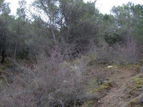 Excursi�n al Cerro del Corzo en la Sierra de Hu�tor - 4 de marzo de 2006 - Foto 40