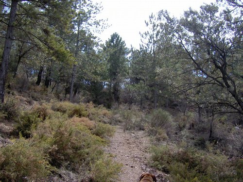 Excursi�n al Cerro del Corzo en la Sierra de Hu�tor - 4 de marzo de 2006 - Foto 49