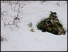 Excursi�n al Cerro del Corzo en la Sierra de Hu�tor - 4 de marzo de 2006