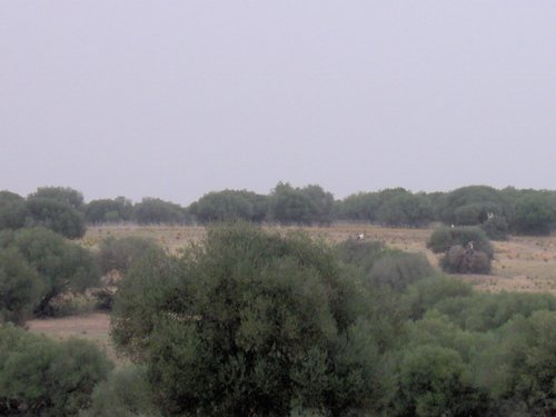 Caada de los Pjaros - Sevilla - Foto 34